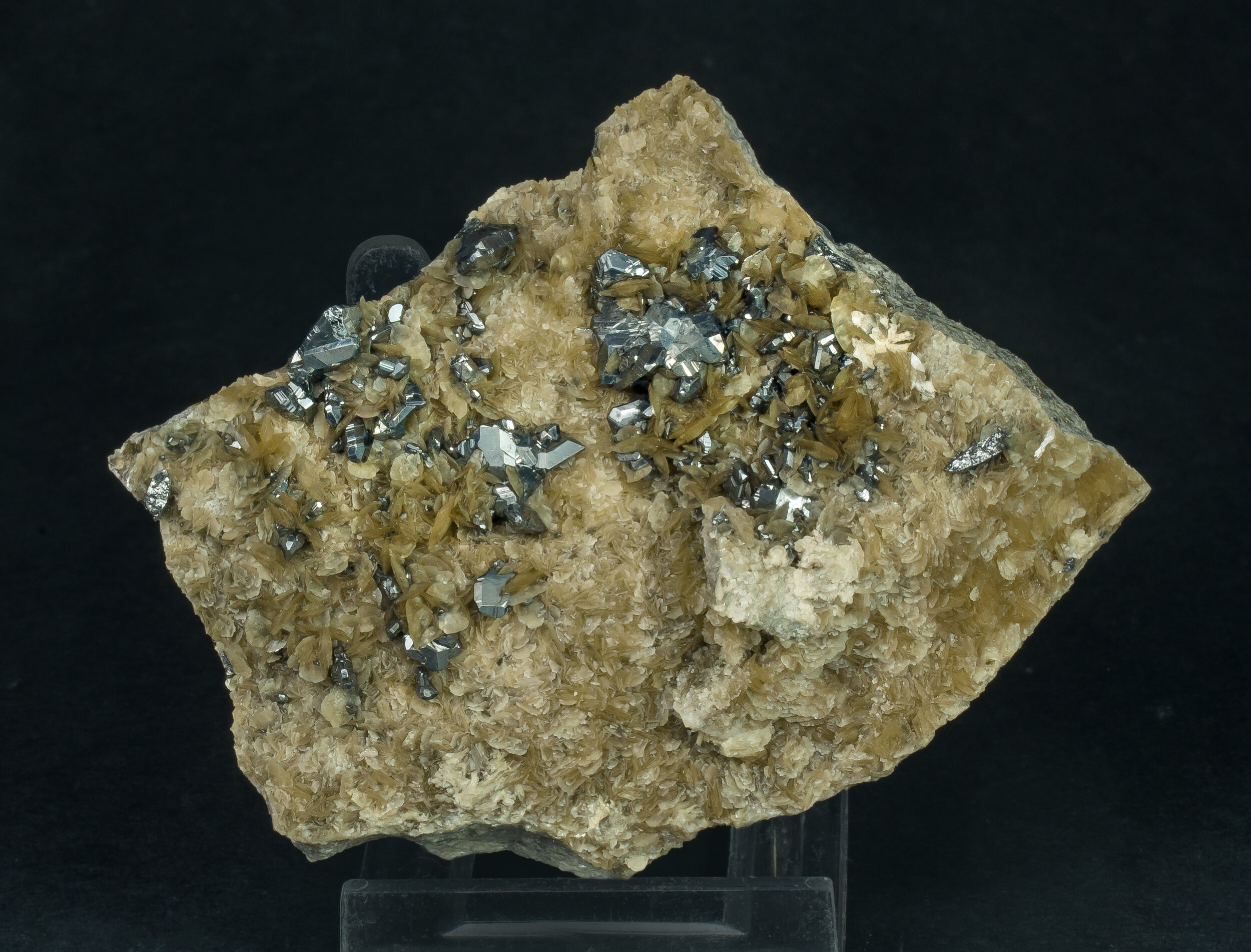 specimens/s_imagesAQ1/SV3340EFB.jpg