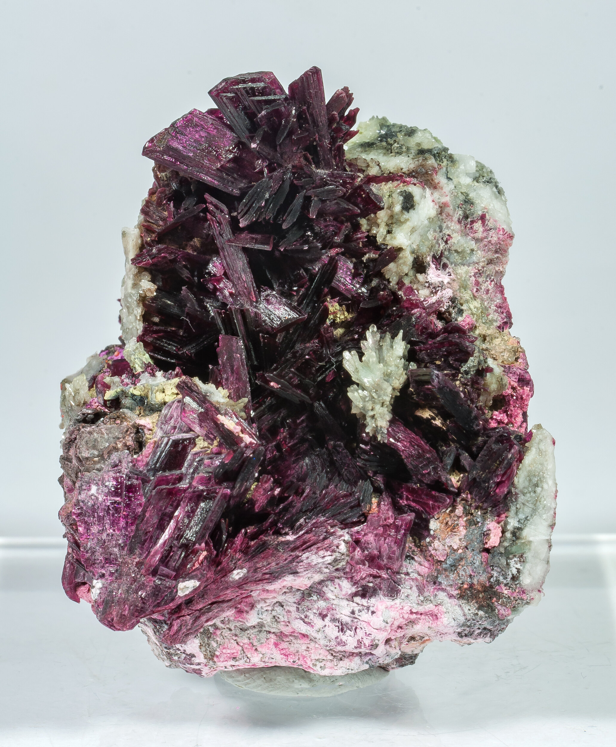 specimens/s_imagesAQ1/SV3490TBF.jpg