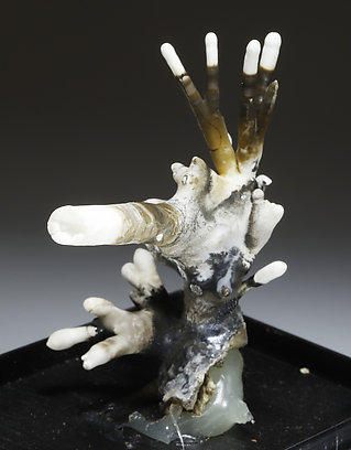 Aragonite (flos ferri variety). 