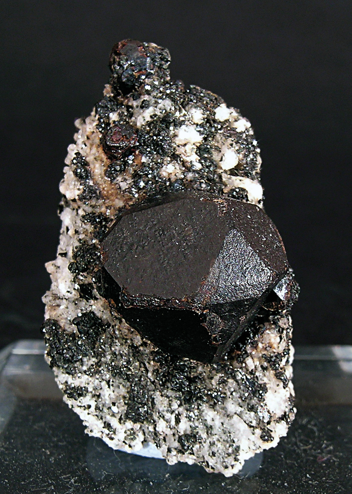 specimens/s_imagesE9/MV16E9f.jpg