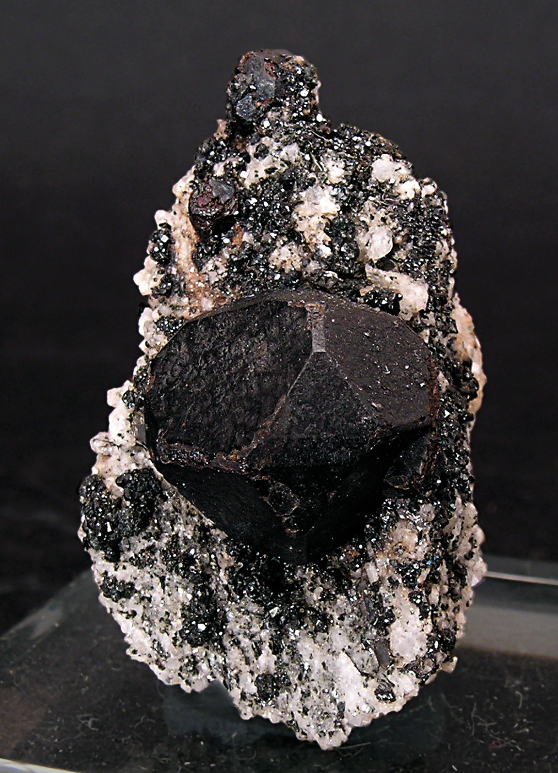 specimens/s_imagesE9/MV16E9s.jpg