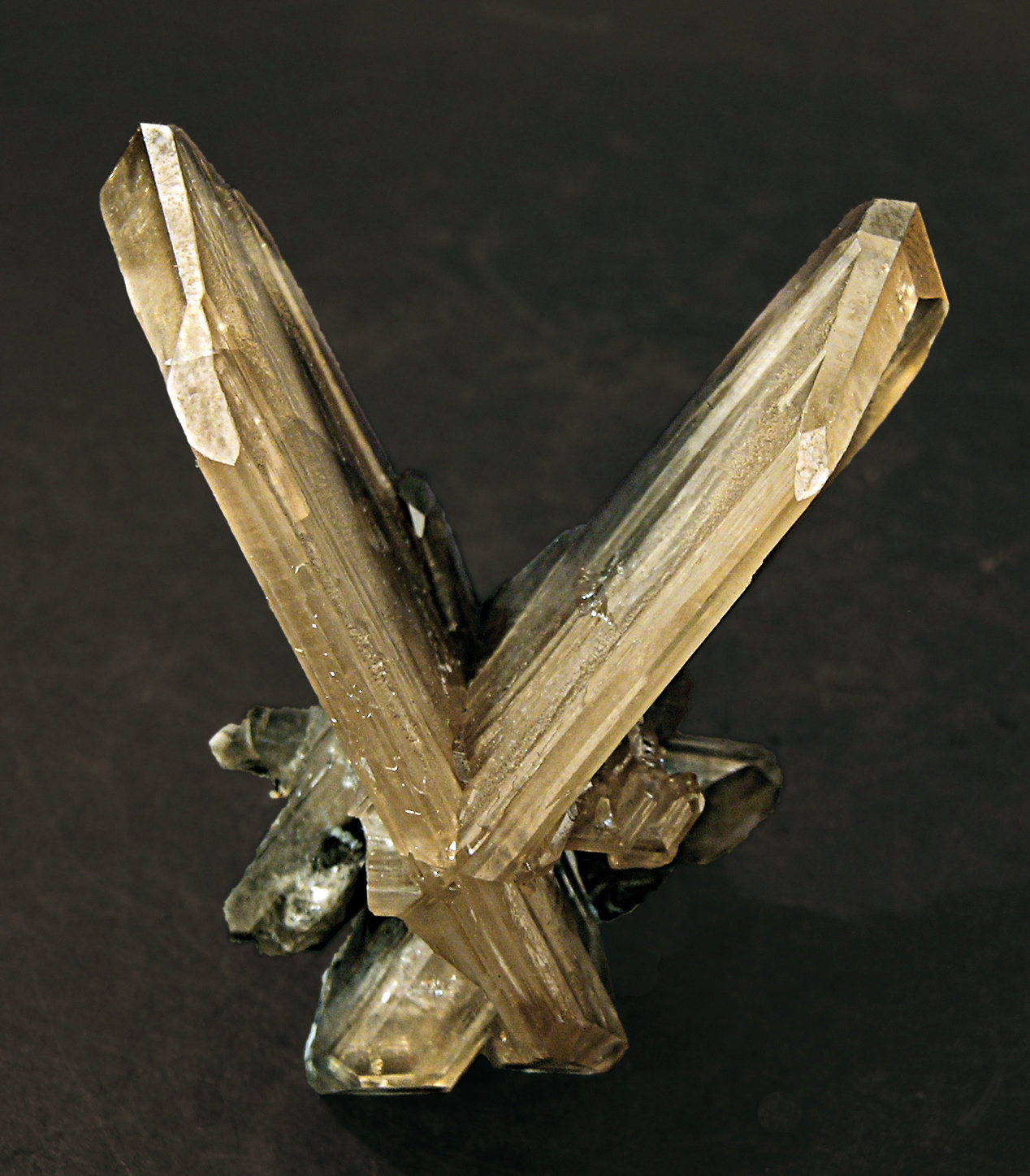 specimens/s_imagesF1/EB89F1f.jpg