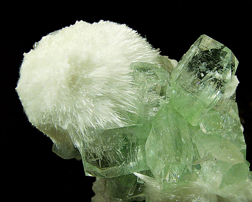 specimens/s_imagesF1/JQ6F1d.jpg