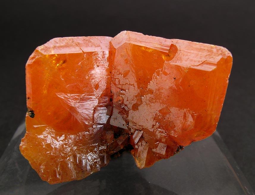 specimens/s_imagesF8R/RL87F8f.jpg