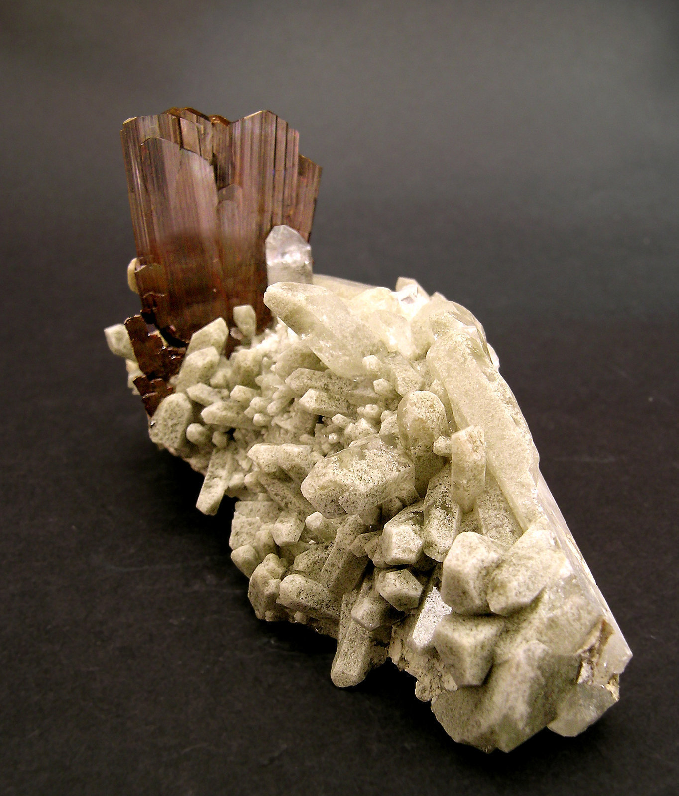 specimens/s_imagesG1/EB16G1f.jpg