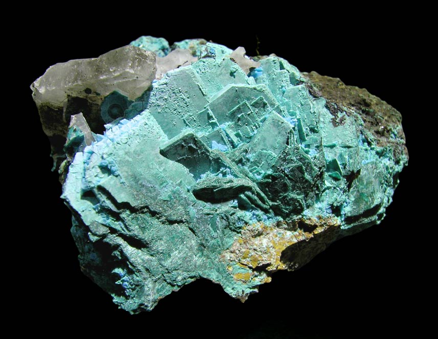 specimens/s_imagesH5/E59AH5f.jpg