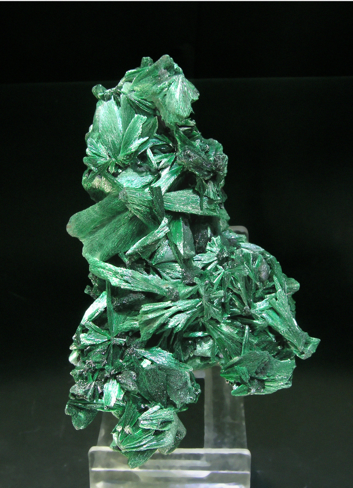 specimens/s_imagesL1/TN66L1.jpg