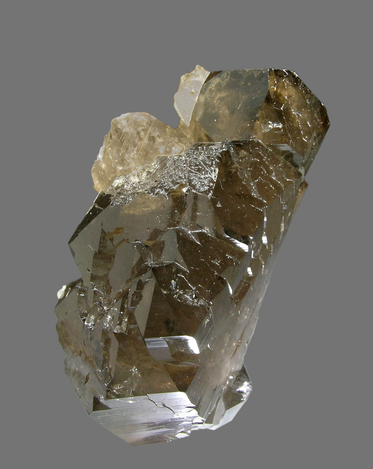 specimens/s_imagesL5/EA50L5t.jpg