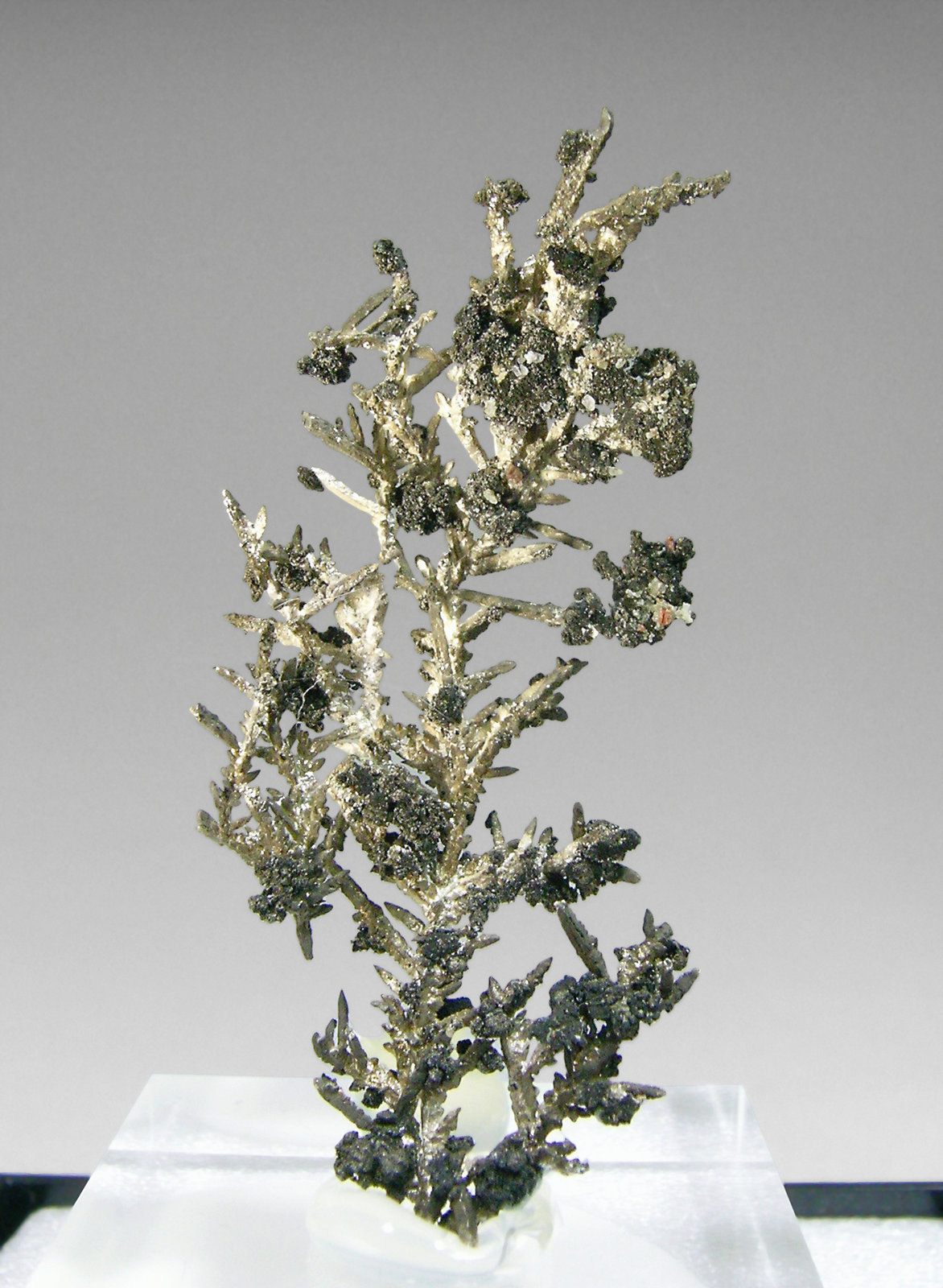 specimens/s_imagesP4/Silver-AC16P4f.jpg