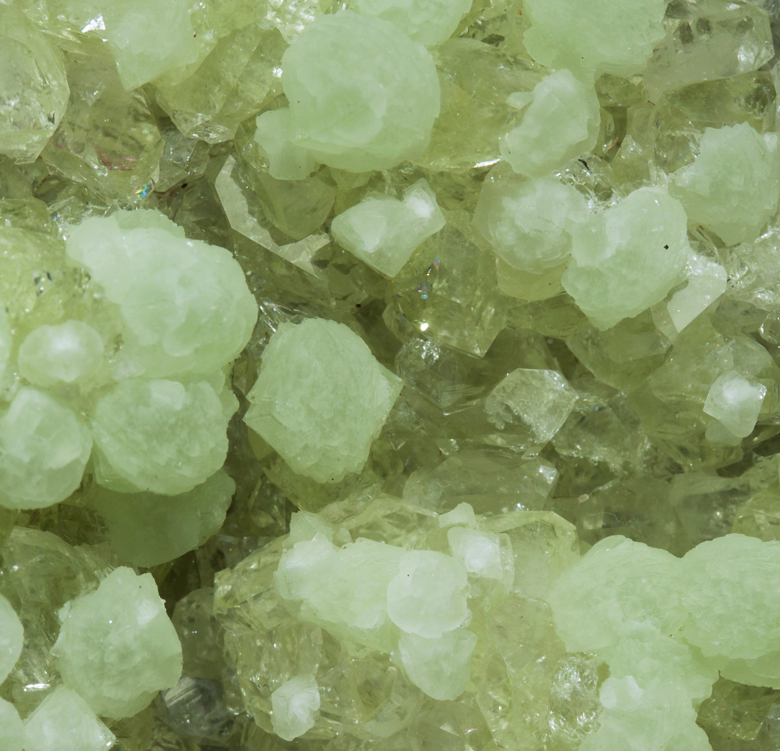 specimens/s_imagesY6/Prehnite-TC47Y6d.jpg