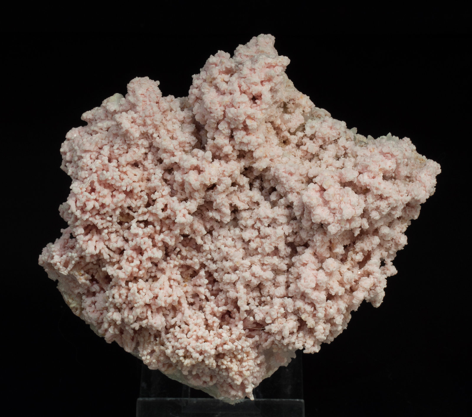 specimens/s_imagesY9/Rhodochrosite-EL96Y9f.jpg