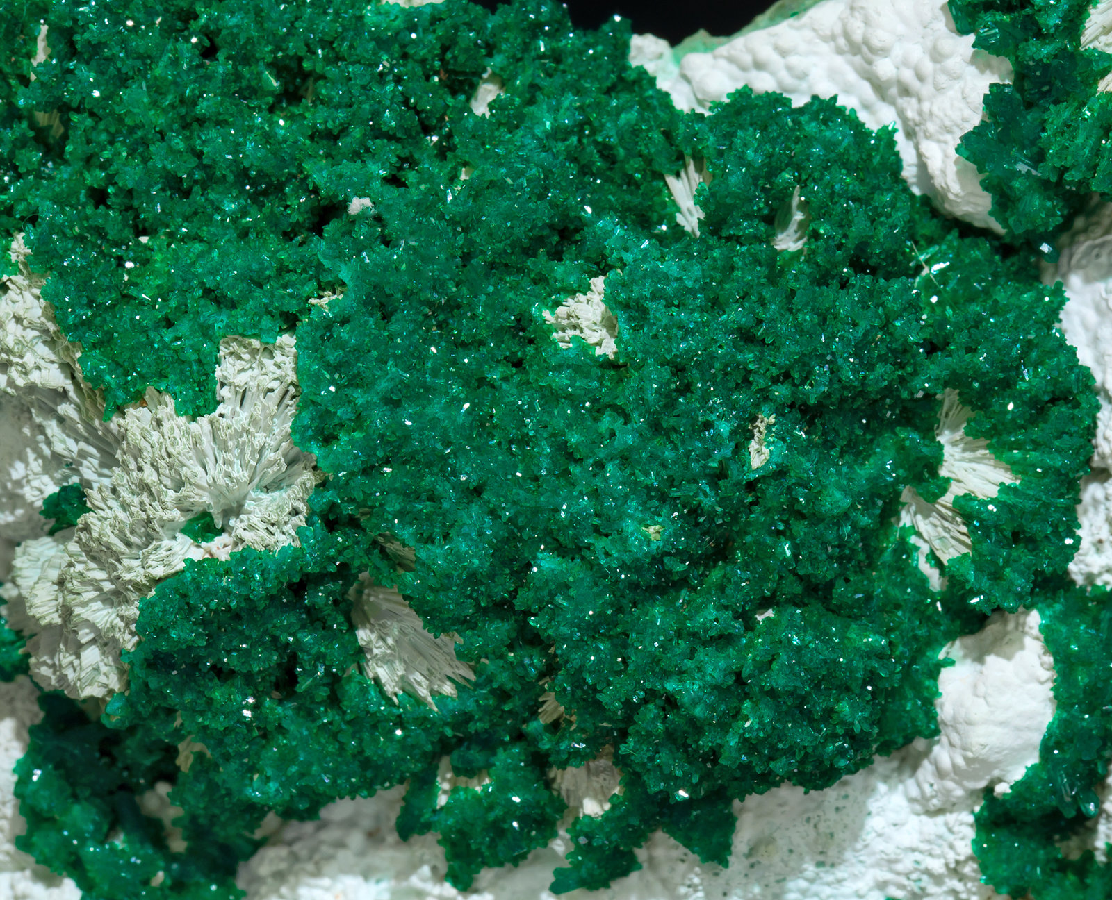 specimens/s_imagesZ7/Dioptase-TP99Z7d.jpg